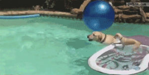 funny,dog,animal,pool,magazine,2014