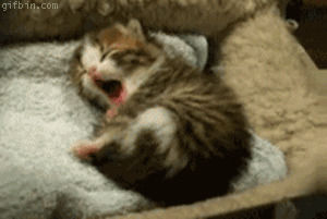 cute,cutie,cute rabbit,cute kitten,wtf cute,sfw,cute cat,safe for work,cute dog,cute cute cute