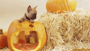 happy halloween,dog,halloween,pumpkin,jack o lantern,halloween animals,puppy,frenchie,animal halloween