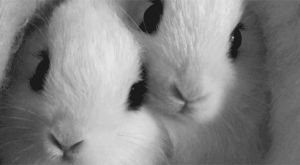 rabbit,cinemagraph,noses