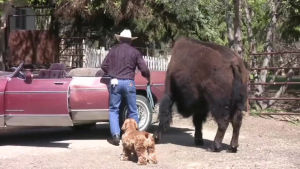 bison,car,ride,hmb
