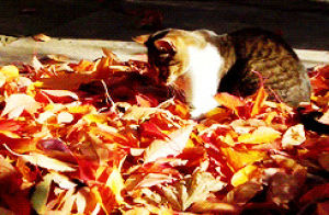 autumn,cats