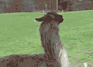 Cant Deal Funny Lama Gif Find On Gifer