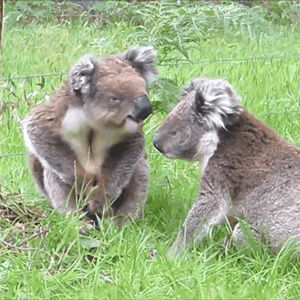 koala,kiss