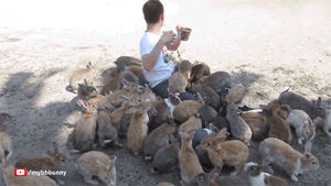 animals,animal,adorable,rabbit,funny s,set,bunnies,lols,rabbits