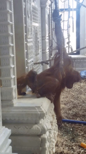 orangutan,baby,pairi daiza