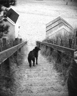 black and white,dog,3d,beach,stereoscopic,nishika,3d photo,nimslo,film grain,woof,scruffy looking,35 mm film