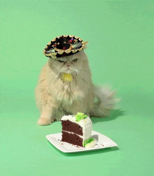 happy birthday cat,cat,happy birthday,birthday,feliz cumpleanos,sombrero,angry,grumpy,lou