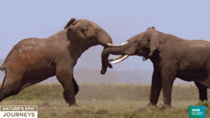 bull fight,bull,elephants,animals,nature,bbc,battle,bbc earth,whiny,natures epic journeys