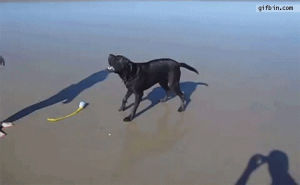 black lab,dog,beach,barking,peeing