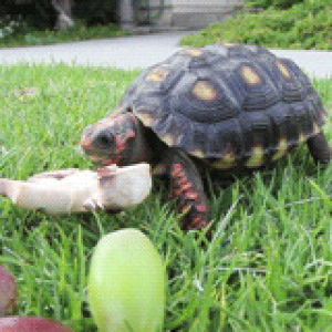 tortoises,fun,baby,turtles,tortoise