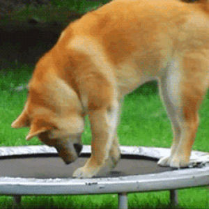 dog,animals,playing,trampoline,digging