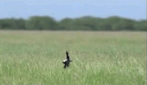 excited,bird,jumping,flying,wings,grass,lesser florican