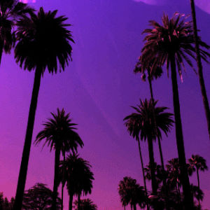 drive,palm trees,road trip,california dreaming,cali,look up