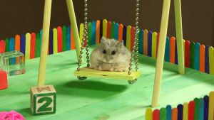 cute,hamster,swing