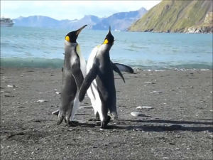 penguin,animals being jerks
