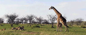 animals,nature,animal,baby,babies,wild,africa,giraffe,lions,calf