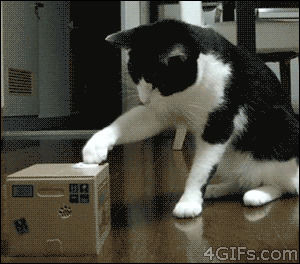 button,pushing,cat,reaction,confused,box