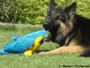 parrot,dog,playing