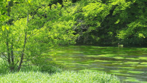 river,cinemagraph,green