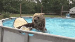 animals,bear,pool