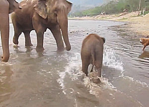 animals being jerks,dog,baby,baby elephant,elephants,chase