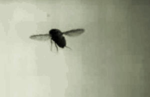 Гифка замедленная съемка сальто гиф картинка, скачать анимированный gif ...