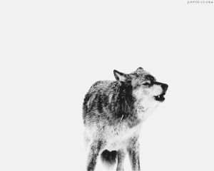 wolf,winter,snow,snowing