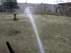 sprinkler,dog,animals,water,cooper