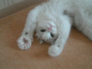 funny cat,cat,humour,white cat,newbeginnings2,danceroxbury,ghettoblaster