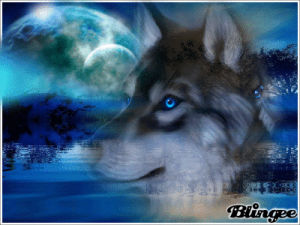 wolf,picture,blue,moon,blue moon