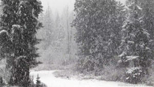 snow,forest,nature,snowing,black and white,indie,woods