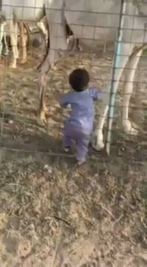 camel,child,trying,cage