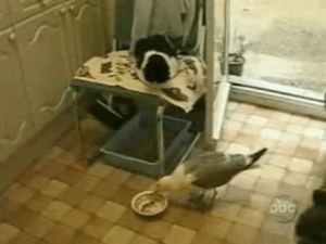 cat,bird,animals being jerks,lazy,steals