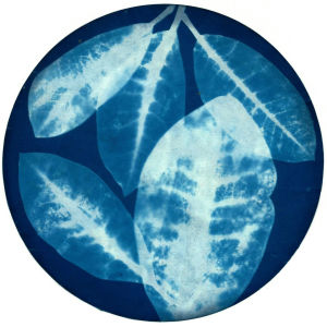 cyanotype,chemistry,art,science,botany,dill,rhododendron