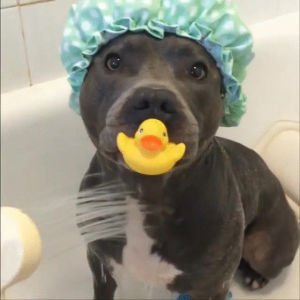 dog,pitbull,duck,rubber duckie,shower