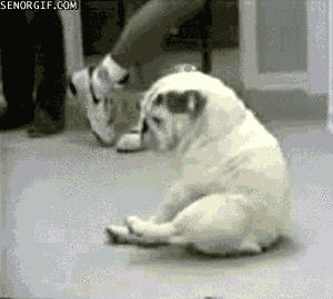 bulldog,dog,breakdancing