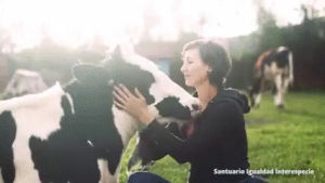 animals,girl,cow,petting