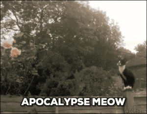 apocalypse now,cat,pun,cat pun,apocalypse meow