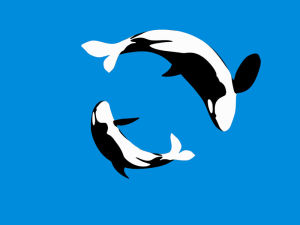 orca,satisfying,swimming,killer whale,loop,ocean