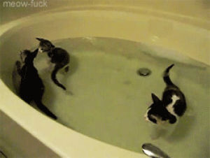 water,kitten,bath,cat,cute