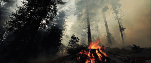 forest fire,fire,campfire,pyre