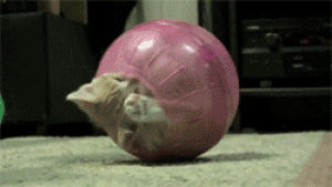 rolling,cat,animals,kitten,inside ball