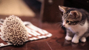cat,cute,kitten,hedgehog,catvidfest