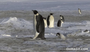 penguin,animal fail,slipping,fail,funny,animals,cute,fall,walking,kid,ice,mom,adult