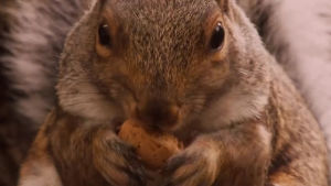 nut,squirrel,satisfying