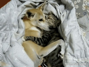 hugging,sleeping,funny,love,cat,cute,dog,adorable,mixed