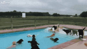 dog,day,pool