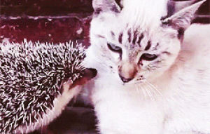 hedgehog,cat,animals,licking,curious