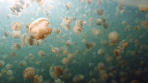 micronesia,jellyfish,golden,lake,palau